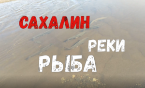 Сахалин! Реки и рыба в них