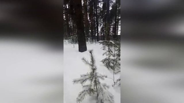 Карело -финская лайка.Щенки.Первые дети Гуру. смотреть онлайн