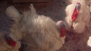 Выращивание индюков в домашних условиях