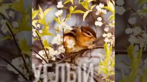Поздравление с днём рождения для Оли, Ольги, Оленьки, Олечки...
