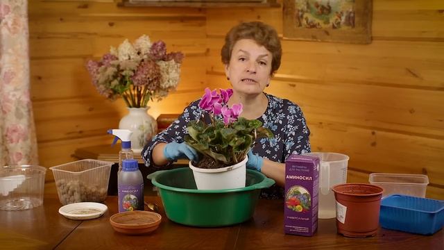 Три главных правила выращивания цикламена