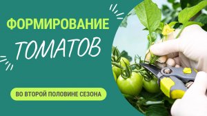 Формирование томатов во второй половине сезона. Не пренебрегайте - и урожай будет радовать долго!