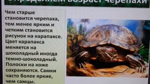 Красноухие черепахи. Определение пола и возраста.