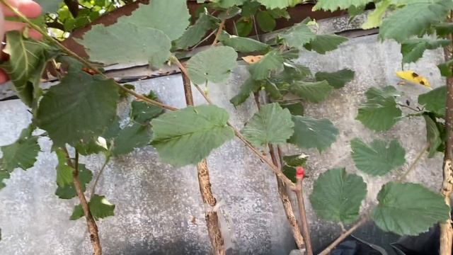 Фундук сорт Шедевр привит на орехе медвежьем смотреть онлайн