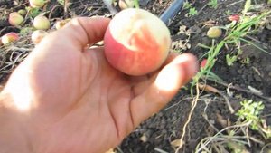 Съедобный сеянец Маньчжурского персика. Август 2022г.