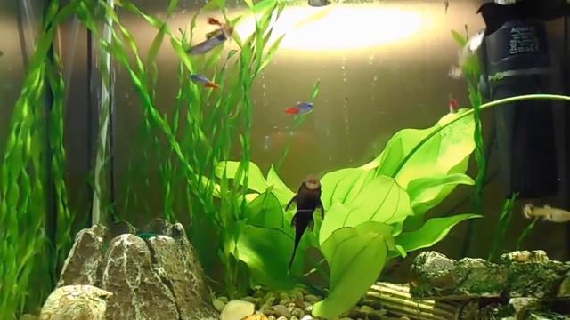 аквариум 30 литров смотреть онлайн