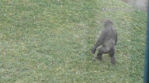 Lope The Gorilla Youngster Has The Most Amazing Human Walk