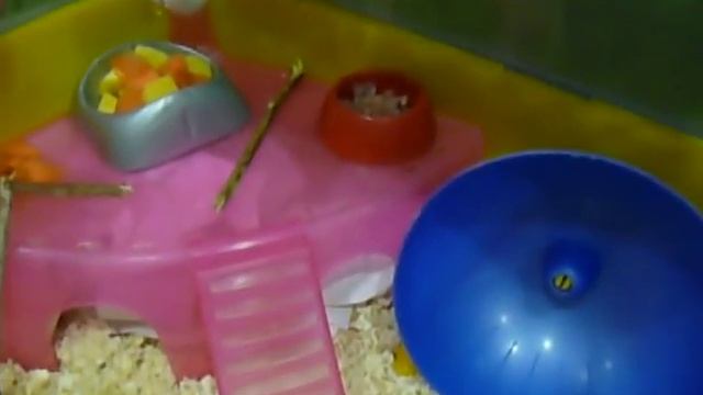 Содержание декоративных безшёрстных мышей( 8.11.2016) смотреть онлайн