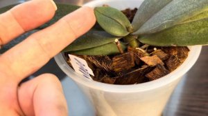 Я в восторге от результата! (Радифарм для Орхидеей) и немного красоты