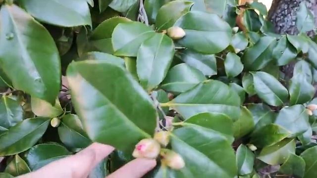 Всё! Пошли в сад! Там уже и крокусы и камелии и ШИКАРНАЯ мимозище!!! И КЛУБНИКА в феврале 2022 смотреть онлайн