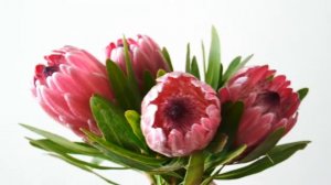 Bloomin' Broadcast- Triostar Plant Talk, Protea Arrangement, Sunbaked Ceramics