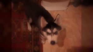 10 САМЫХ СМЕШНЫХ ХАСКИ СНЯТЫХ НА КАМЕРУ| 10 FUNNY MOMENTS HUSKIES