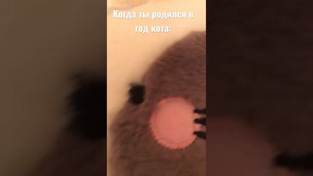 Когда родился в год кота: