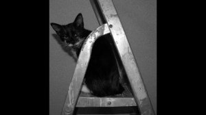 Тоша против тапка