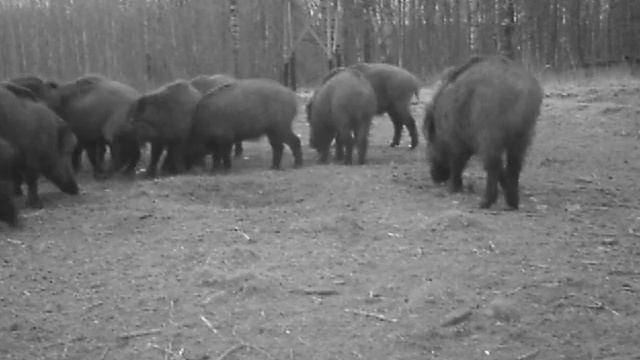 Фотоловушка. Тверская область. Стадо кабанов. Herd of Russian wild boars/ Boars/Without hunting/ смотреть онлайн