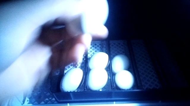 Инкубация яиц от карликовых кур. Овоскопирование. 5 день.