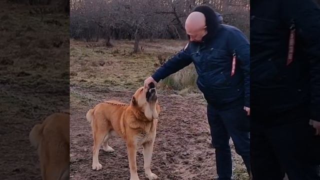 Алабай, Самые МОЩНЫЕ САО,собаки для охраны, питомник(MIA CAOKO MIA) CHAMPIONS - Best Big Dog 2022!!