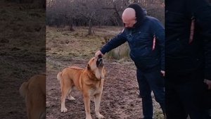Алабай, Самые МОЩНЫЕ САО,собаки для охраны, питомник(MIA CAOKO MIA) CHAMPIONS - Best big dog 2022!!