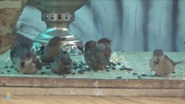 Зимняя столовая для птиц. смотреть онлайн