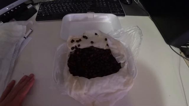 Процесс выращивания Кедра из орешков №2 смотреть онлайн