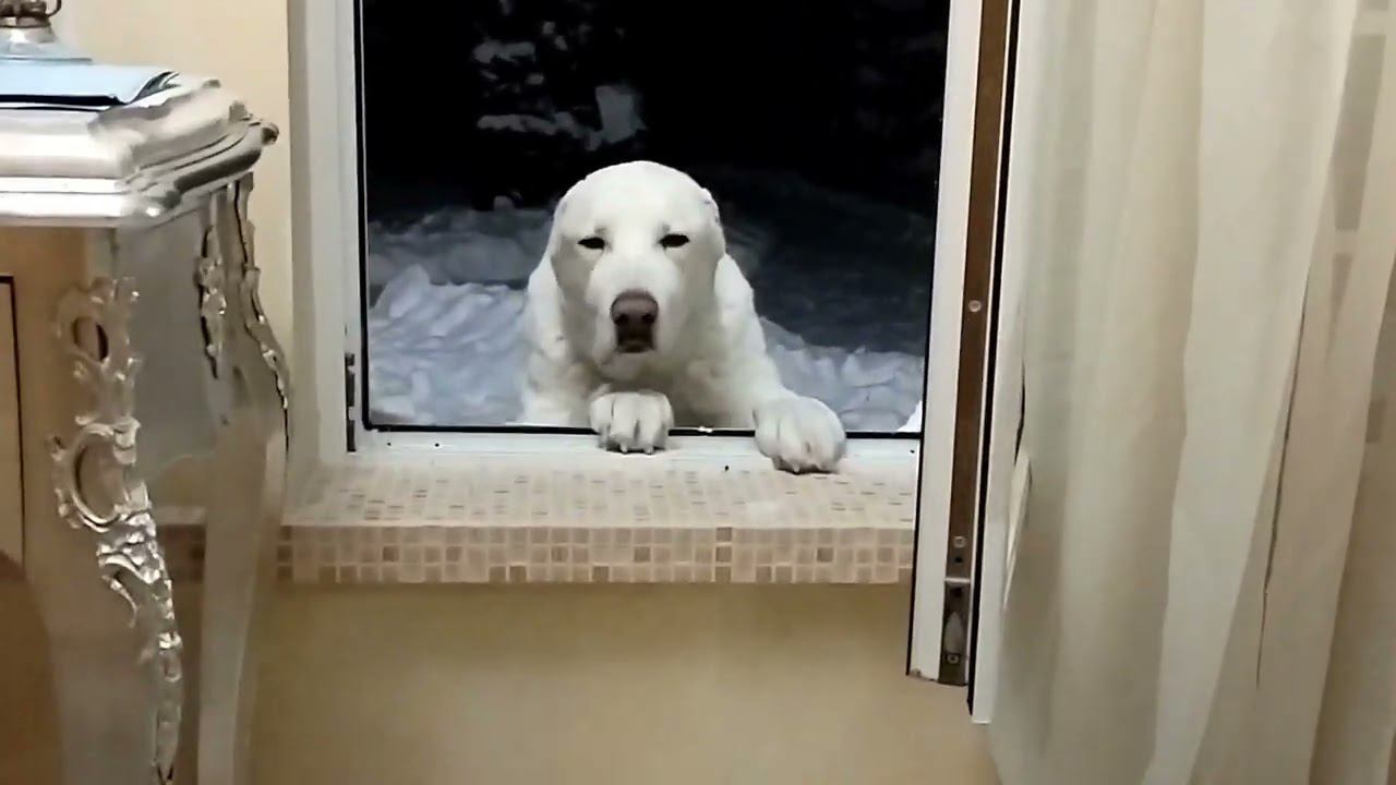 АЛАБАИ И ЗИМА