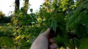 Как найти майского жука!для ловли голавля!