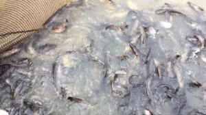 Купить малька и крупную рыбу сом европейский для зарыбления пруда