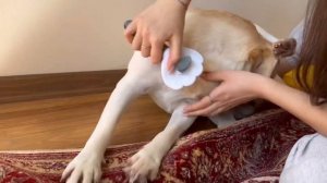 Лабрадор Линяет