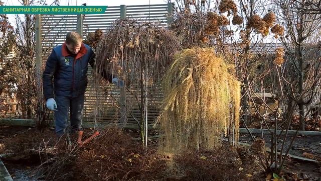 Подготовка к зиме хвойных растений. Формирующая, санитарная обрезка лиственницы. смотреть онлайн
