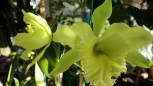 Blc Ports of Paradise “Emerald Isle”