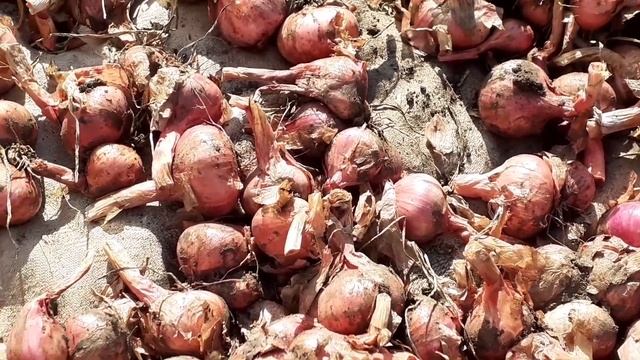 убираю грядку многосемейного лука.... смотреть онлайн