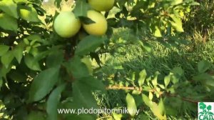 ?  Алыча сорт СОЛНЫШКО ?