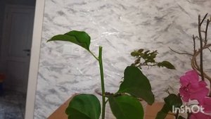 Бугенвиллия осенний уход