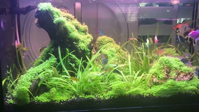 20 gallone смотреть онлайн