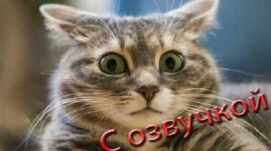 Очень смешные видео с котами и собаками. Прикольные котики и собакины. Смешные котята. Серия 6.