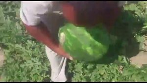 Киргизия. Вот это арбуз! Радость фермера. Арбуз Арашан. ООО "ЮГ-АГРО"
