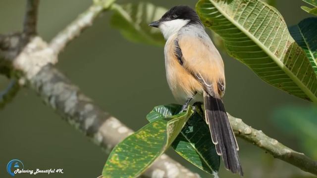 Красивая Мелодия До Слез! Самая Красивая Музыка на Свете! Нежная музыка для души и Жизни! смотреть онлайн