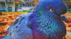 Дикие голуби. Часть 2 #голуби #дикие голуби #продолжение