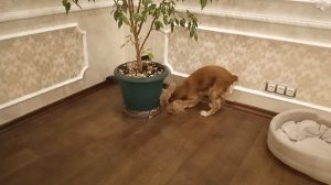 Кот и собака друзья, но иногда..