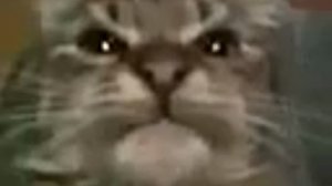 кит ты маму мам мав мау оригинал