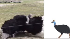 Elephant Bird Vs Cassowary