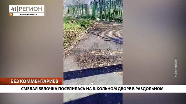 СМЕЛАЯ БЕЛОЧКА ПОСЕЛИЛАСЬ НА ШКОЛЬНОМ ДВОРЕ В РАЗДОЛЬНОМ • БЕЗ КОММЕНТАРИЕВ