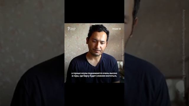 Снежный БАРС НАПАЛ НА 23 ПОГОЛОВЬЕ СКОТА смотреть онлайн