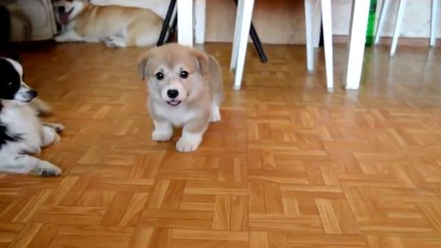 щенки корги смотреть онлайн