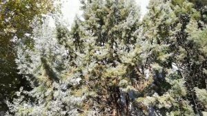 Кипарис аризонский