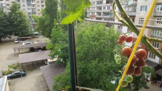Томаты на балконе. Начали созревать плоды томата сорта Черная Вишня (Black Cherry).Притеняющая сетк смотреть онлайн