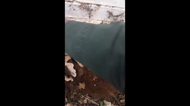 Planting Clematis Roots смотреть онлайн