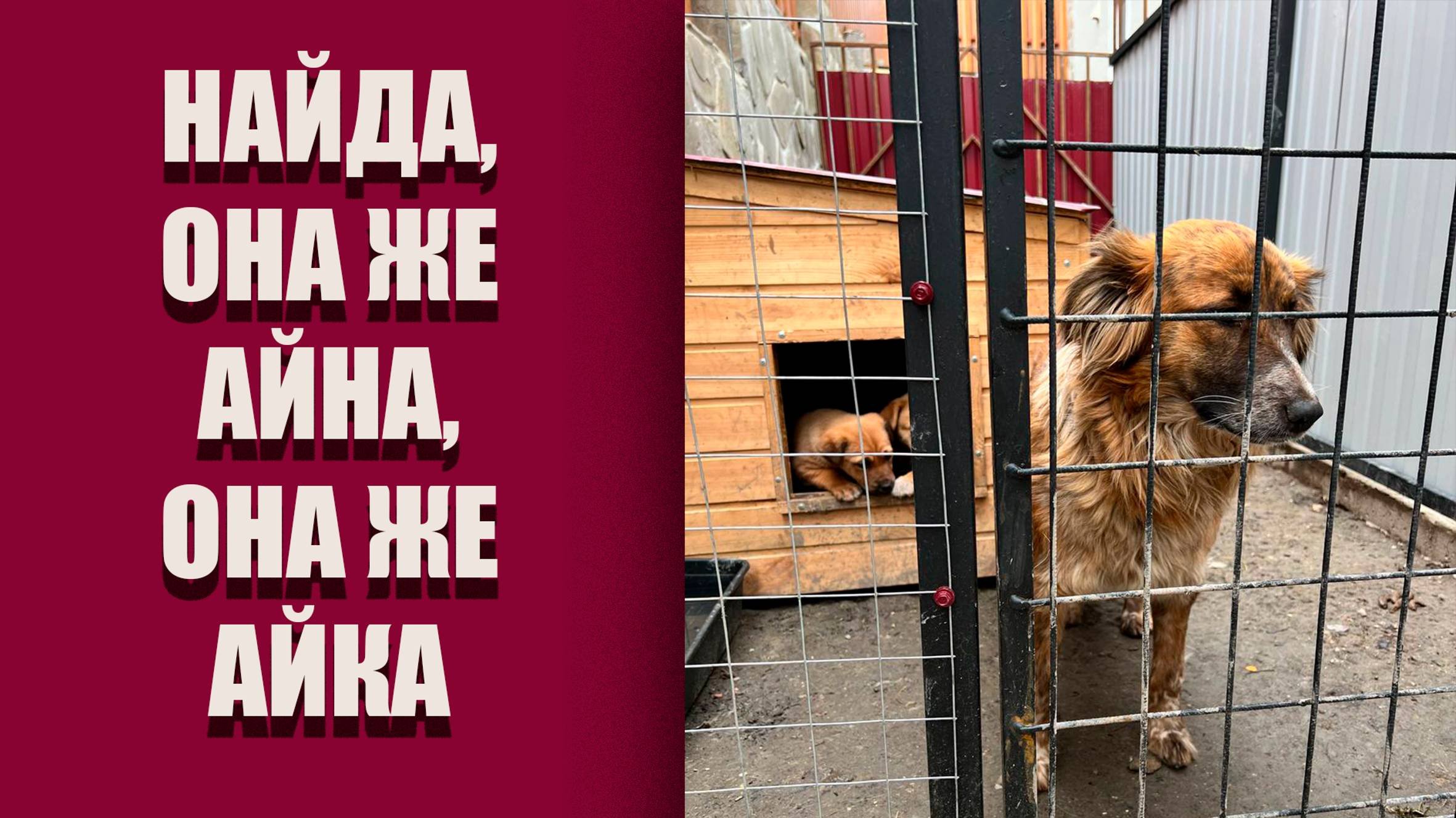 Найда, она же Айна,она же Айка 😍 #айка #собакасисторией #помощьбездомнымживотным #семья