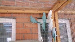 VID-20230627-WA0021.mp4