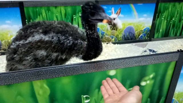 САФАРИ ПАРК. Кормим бегемотика, страусов, кенгуру, черепах, дикобраза. смотреть онлайн